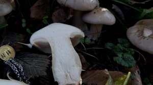 Lejkówka szarawa (Clitocybe nebularis)