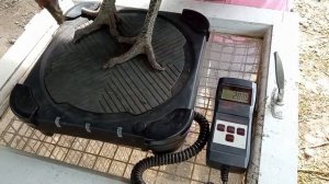 Джерсийский гигант 9 месяцев