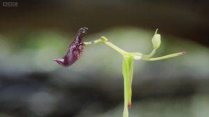 Как коварная «молоточковая орхидея» обманывает осу.