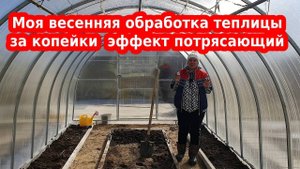 Обработка теплицы березовым дегтем// Теплица весной