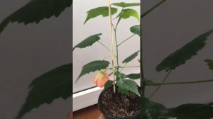 Абутилон: Как вырастить шикарный кустик из любого сеянца?