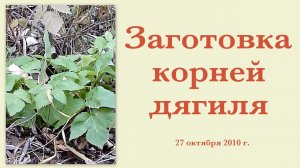 Заготовка корней дягиля