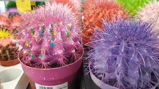 Гринвилль:мюленбекия, сансевиерия, филодендрон, хедера, кактусы и суккуленты, георгин смотреть онлайн