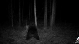 большой медведь 🐻