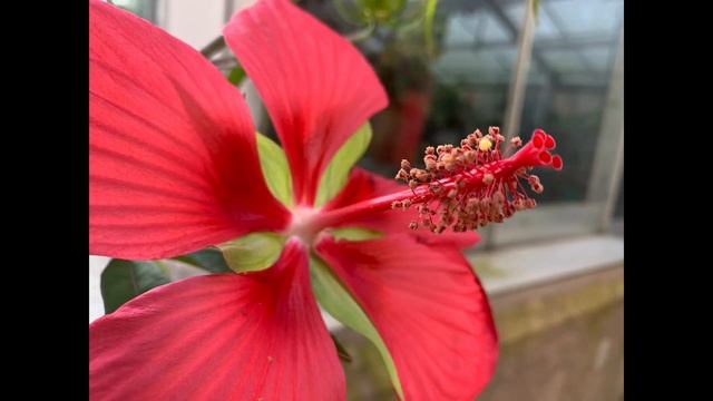 Rose Mallow - Hibiscus coccineus смотреть онлайн