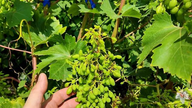 Как рассчитать НАГРУЗКУ ВИНОГРАДНОГО КУСТА с помощью ШТАНГЕНЦИРКУЛЯ смотреть онлайн