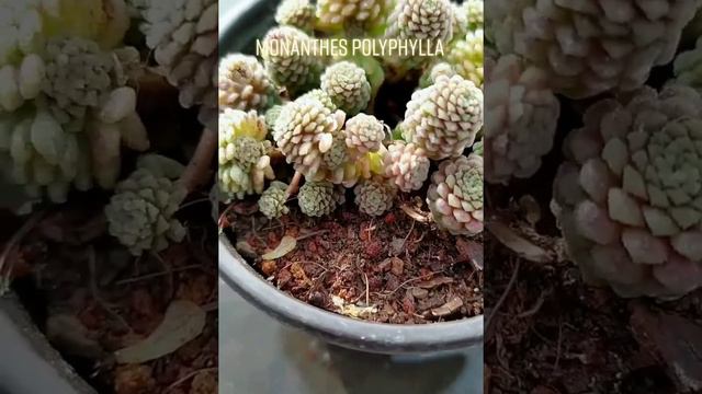 Monanthes polyphylla EP 136/1000 смотреть онлайн