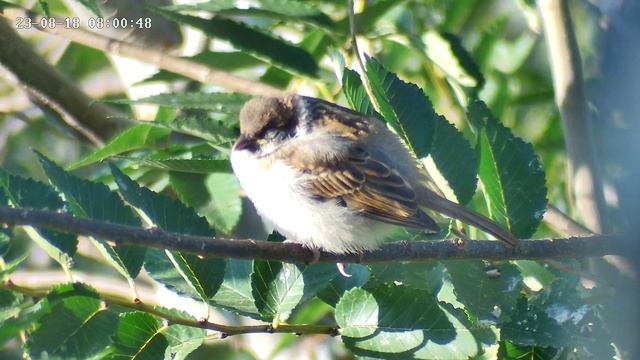 Толстый, аж в сон тянет ??? смотреть онлайн