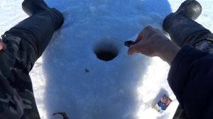 Шекснинское водохранилище. Полосатые разбойники