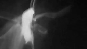 Муха дрозофила.