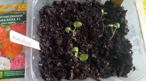 Итоги тестирования грунта Florika «Герань» через 2 недели.