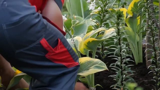 Ландшафт для Вас. Выпуск 2. Живая изгородь. Как правильно садить тую. Выбор газона. Хоста. смотреть онлайн