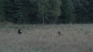 На лесной поляне обитают четверо медведей – медведица и трое её малышей-медвежат