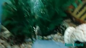 Обзор аквариума на 150 литров. Аквариум 150 литров.