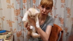 Мастер класс с Альмой. Как правильно подстричь котенку когти. Немного поиграли.