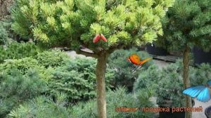 Сосна горная Мопс штамб (pinus mugo) ? сосна Мопс штамб обзор: как сажать саженцы сосны Мопс штамб
