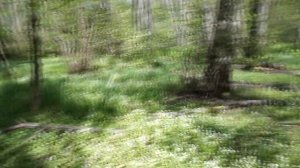 Весняний грибовлог. Трутовик сірчано-жовтий, трутовик лускатий.