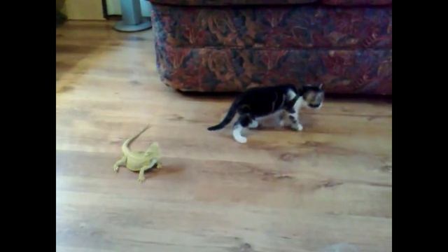 Игуаны пугают котёнка