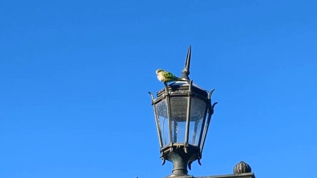 Puerto Madero & Ecoparque. Buenos Aires. (Буэнос Айрес. Пуэрто Мадеро) смотреть онлайн