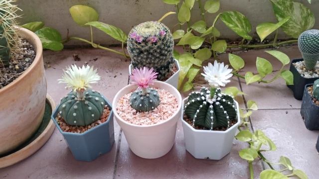 Astrophytum Ooibo, Mammillaria schiedeana, Gymnocalycium mihanovichii LB2178 смотреть онлайн