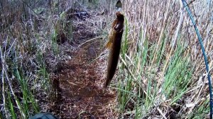 ЛОВЛЯ НА КРУЖКИ , ЛОВЛЯ ЖЕРЕХА ,