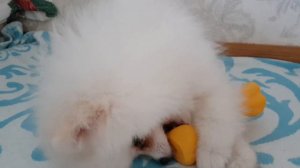 Собака, которая играет в Амонг Ас)