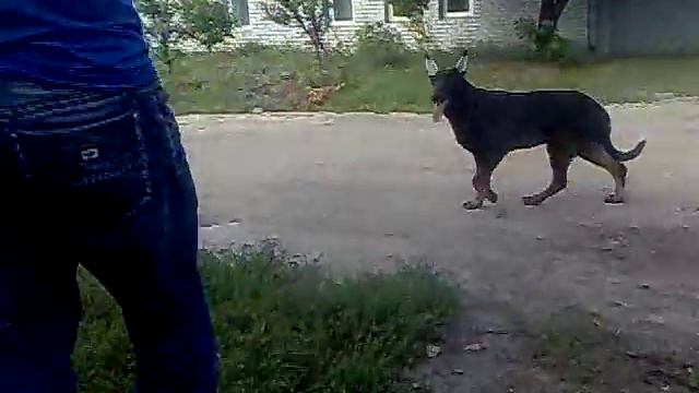 Бэлла-6 месяцев смотреть онлайн