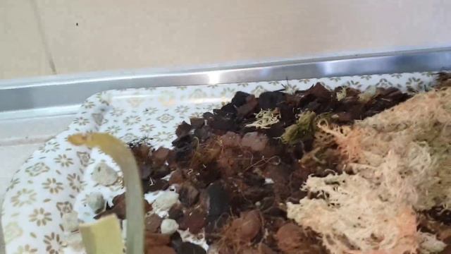 Вывожу Орхидею "Мини Марк" из ГЛУБОКОЙ ДЕПРЕССИИ ? ?