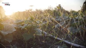 ЗАВЯЗЕЙ МНОГО А ОГУРЦЫ НЕ РАСТУТ? СЕКРЕТ ОТ БАБУШКИ КОТОРЫЙ ЗАСТАВИТ КАЖДЫЙ ОГУРЧИК ВЫРАСТИ!