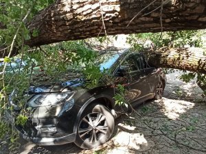 В Смоленске дерево рухнуло на припаркованные автомобили