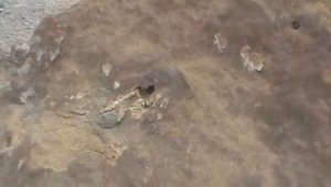 Конкреции Мангистау, мангышлак.