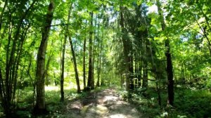 Боровский тракт от Rutrail Рутрейл Маркированный маршрут на мтб велосипеде и пешком