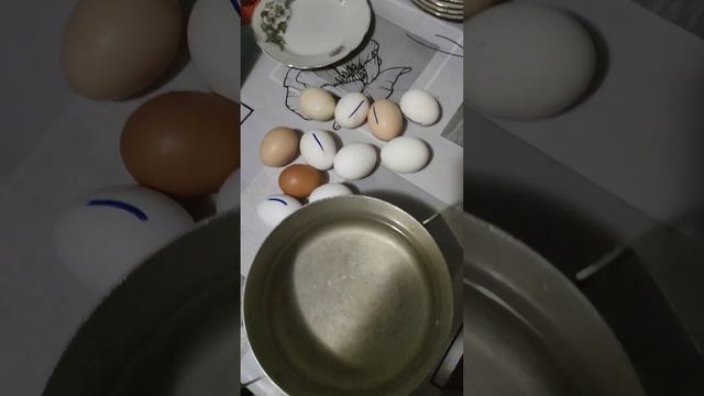 Овоскопирование яйца на 6-й день .Что делать с неоплодотворенным яйцом после инкубатора.