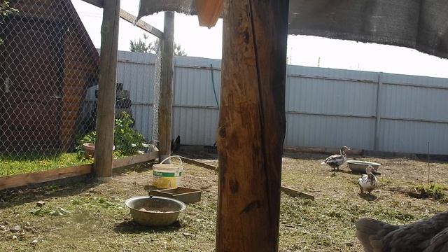 Первая кладка индоуток смотреть онлайн