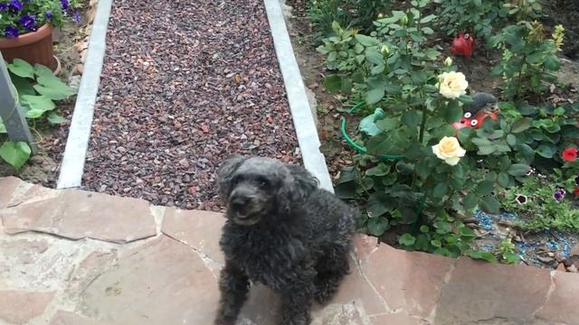 Утренняя пробежка! Играем с Тимошкой. смотреть онлайн