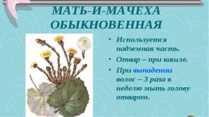 Видео презентация «Зеленая аптека» СДК с. Молдовановка