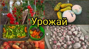 Массовый сбор томатов. Урожай тыквы и свёклы. Урожай 2021..mp4