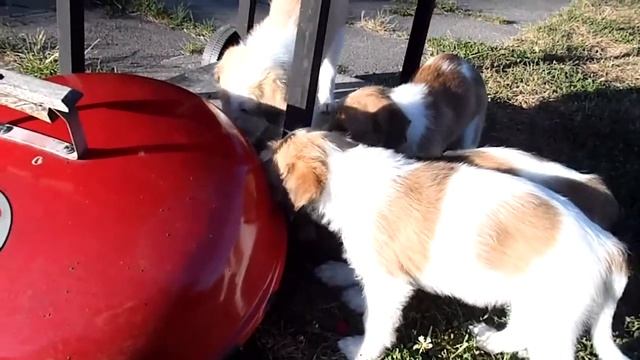 Kromfohrlander puppies 7 weeks playing C.MP4 смотреть онлайн