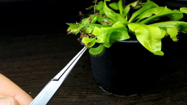 КАК ЕСТ ВЕНЕРИНА МУХОЛОВКА . THE FLYCATCHER EATS смотреть онлайн