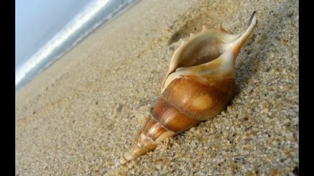 Красивые ракушки - морские сокровища смотреть онлайн