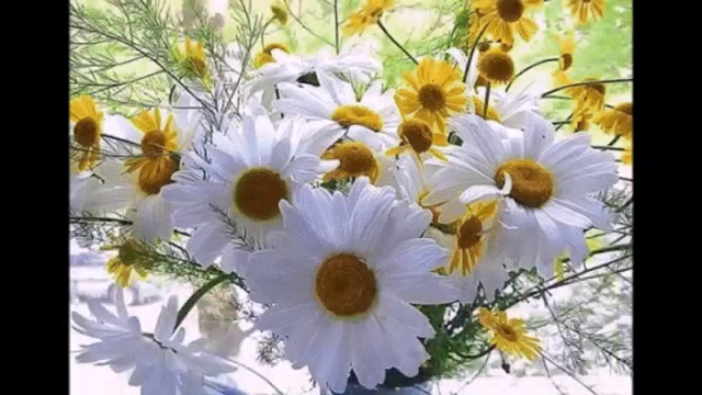 Суручану Ион Дарите женщинам цветы смотреть онлайн