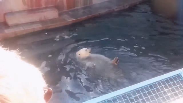 Новосибирсикй Зоопарк смотреть онлайн