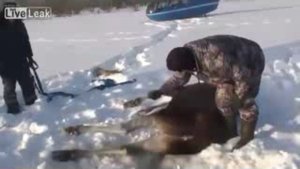 Спасение лося