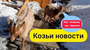 ⚫ Деревенская жизнь | Козьи новости | Антикризисные козы