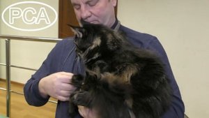 Кот мейн-кун черный мрамор. Выставка кошек PCA on-line
