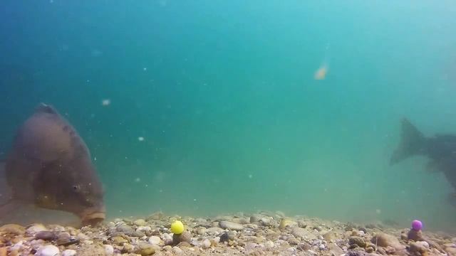 клев карпа под водой смотреть онлайн