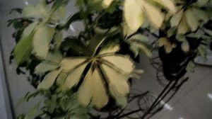 ШЕФЛЕРА. Рекомендации по уходу в домашних условиях