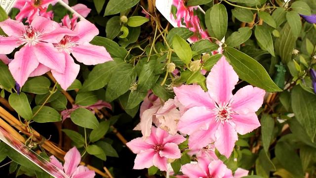 Clematis at Glendoick  with Ken Cox