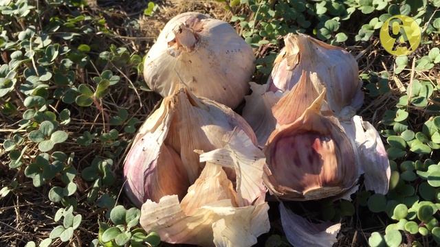 Срочно дайте озимому чесноку ЭТО до высадки или после высадки Озимого Чеснока! смотреть онлайн
