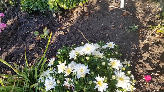 Хризантема мультифлора крупноцветковая  / Chrysanthemum multiflora large-flowered
